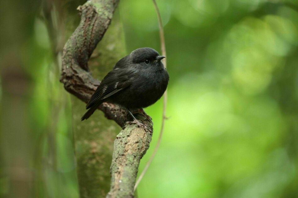Neuseelands Vogel des Jahres: Winzig, niedlich und sehr rund